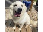 Adopt Lucky Girl a Siberian Husky, Great Pyrenees