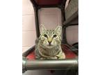 Adopt Jingle a Domestic Short Hair