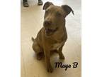 Adopt Maya B a Pit Bull Terrier