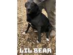 Adopt Lil Bear a Labrador Retriever