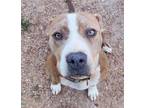 Adopt Sasha a Pit Bull Terrier