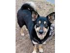 Adopt Mary a German Shepherd Dog