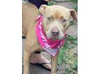 Adopt Ambrosia a American Staffordshire Terrier