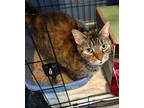 Adopt Buttons a Torbie