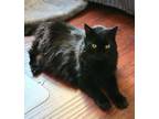 Adopt Jessie (Baby Kitty) a Domestic Medium Hair