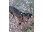 Adopt Leilani a Black Labrador Retriever