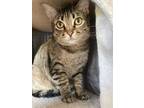 Adopt Pretty One a Tabby