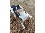 Adopt Bonnie a American Foxhound