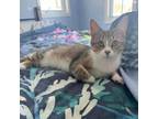 Adopt Elizabeth a Domestic Short Hair