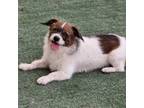 Adopt Ms. Fabulous Jeci a Shih Tzu, Terrier