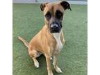 Adopt Lady bug a Black Mouth Cur