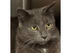 Adopt Ashton a Domestic Short Hair