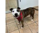 Adopt Ernie a Pit Bull Terrier