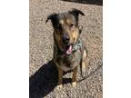 Adopt JUDGE a German Shepherd Dog, Mixed Breed