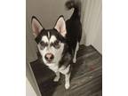 Adopt Max 290853 a Siberian Husky