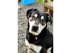 Adopt Othos a Rottweiler, Shepherd