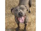 Adopt ROCKY a Pit Bull Terrier