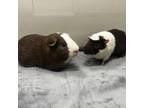 Adopt Bear & Quasi a Guinea Pig