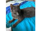 Adopt Gianny a Russian Blue, Domestic Short Hair