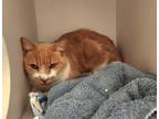 Adopt Catrick Swayze a Domestic Short Hair