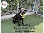 Adopt LOGAN a Pit Bull Terrier, Mixed Breed
