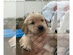 Golden Retriever PUPPY FOR SALE ADN-743285 - AKC Golden Retriever Pups