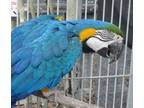 Adopt Goldie a Macaw