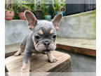 French Bulldog PUPPY FOR SALE ADN-742738 - French Bulldog Puppies AKC