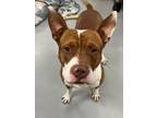 Adopt Winston a Pit Bull Terrier