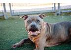 Adopt THOR a Pit Bull Terrier