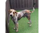 Adopt Limo a Mixed Breed