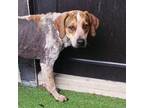 Adopt Limo a Mixed Breed