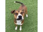 Adopt Mozzie a Mixed Breed