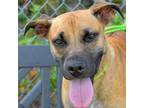 Adopt KING a Black Mouth Cur, Mixed Breed