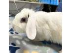 Adopt Bob a Mini Lop