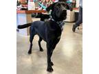 Adopt Cosmo a Labrador Retriever