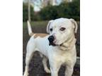 Adopt Chico a American Staffordshire Terrier