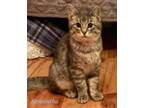 Adopt Samantha a Domestic Short Hair