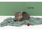 Adopt Darrin a Domestic Short Hair