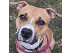 Adopt Queen a Pit Bull Terrier