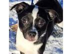 Adopt Fig a Rat Terrier