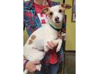 Adopt Theodore a Jack Russell Terrier