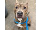 Adopt TROY a Staffordshire Bull Terrier, Mixed Breed