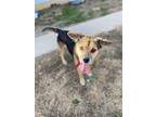 Adopt Beetlejuice a German Shepherd Dog, Boxer