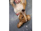 Adopt Red a Beagle