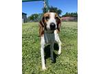 Adopt Chello a Treeing Walker Coonhound