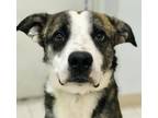 Adopt Morris a Australian Cattle Dog / Blue Heeler, Pit Bull Terrier