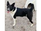 Adopt Gus a Border Collie