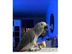 QO 02 African Grey Parrots Birds
