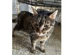 Adopt Tony a Domestic Short Hair